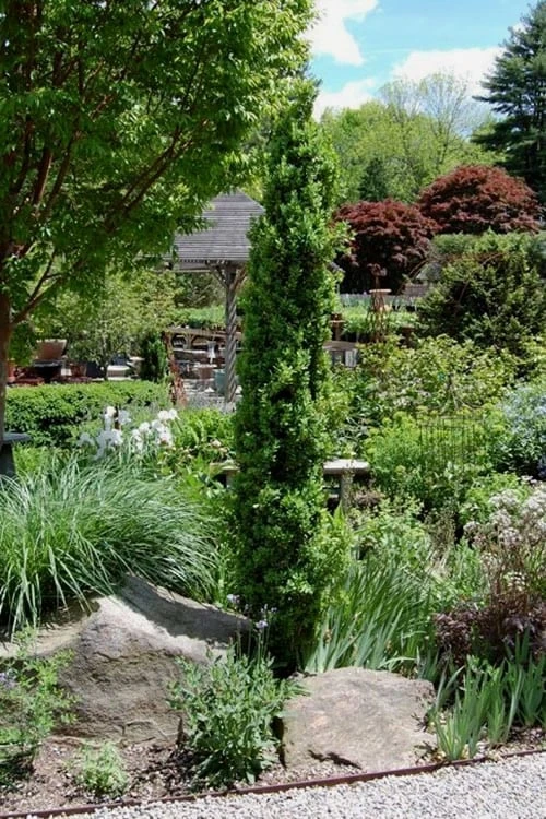 Graham Blandy Columnar Boxwood - 2 Gallon Pot - Image 4