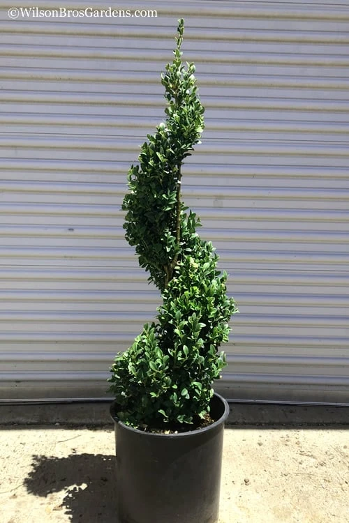 Green Mountain Boxwood Spiral Topiary - 5 Gallon Pot - Image 4