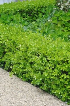 Japanese Boxwood - Buxus Microphylla - 3 Gallon Pot
