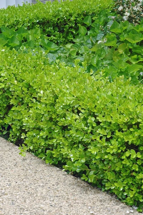 Japanese Boxwood - Buxus Microphylla - 3 Gallon Pot