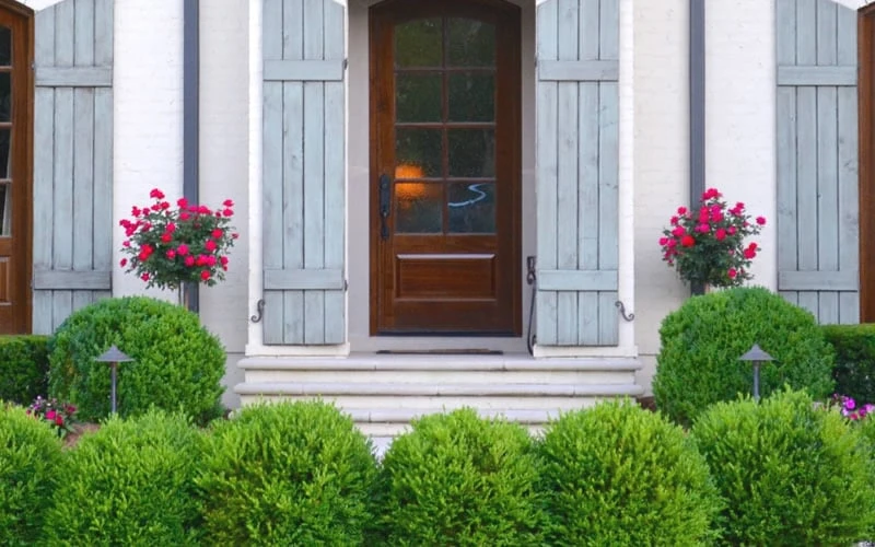Japanese Boxwood - Buxus Microphylla - 3 Gallon Pot - Image 5