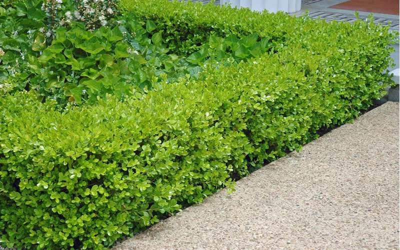 Japanese Boxwood - Buxus Microphylla - 3 Gallon Pot - Image 4