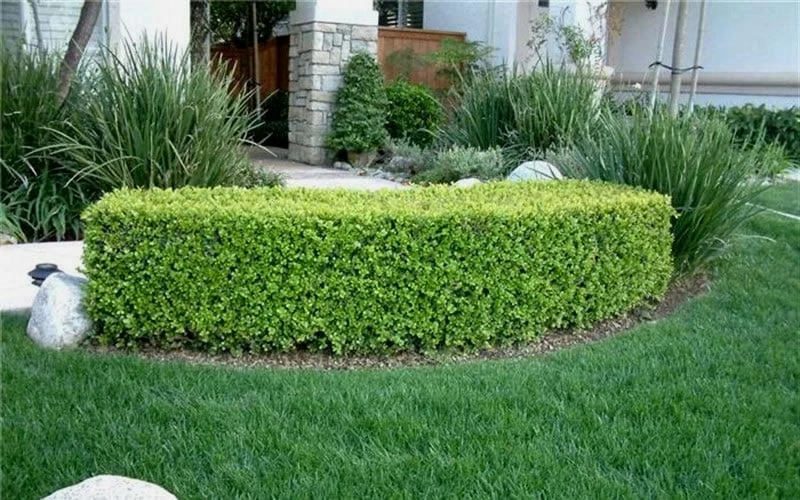 Japanese Boxwood - Buxus Microphylla - 3 Gallon Pot - Image 7