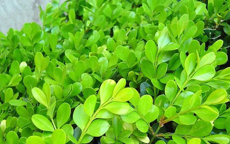Japanese Boxwood - Buxus Microphylla - 3 Gallon Pot - Image 8