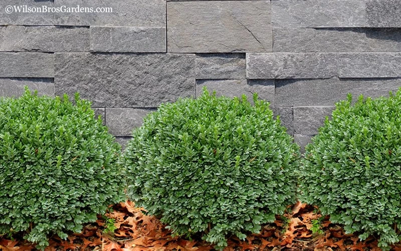 Korean Dwarf Boxwood - Buxus Sinica Var. Insularis 'Nana' - 6 Pack Of 1 Gallon Pots - Image 5