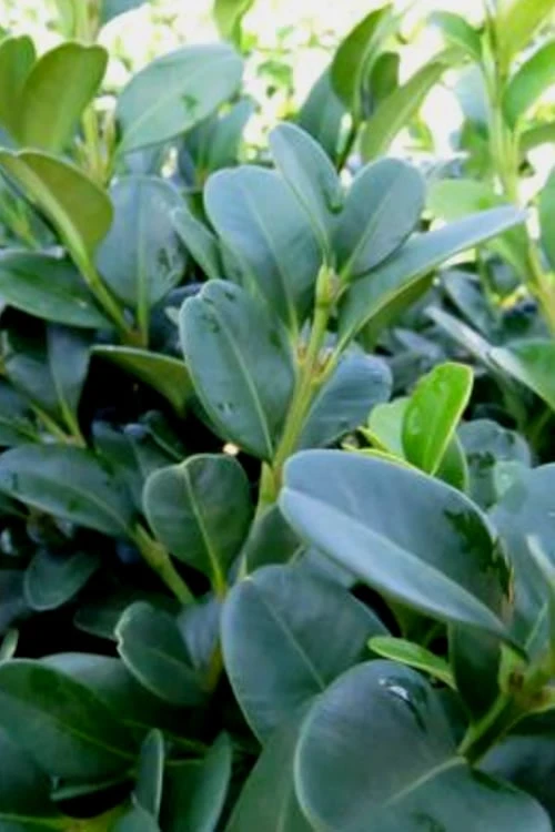 Shadow Sentry Pyramidal Boxwood - 3 Gallon Pot - Image 5