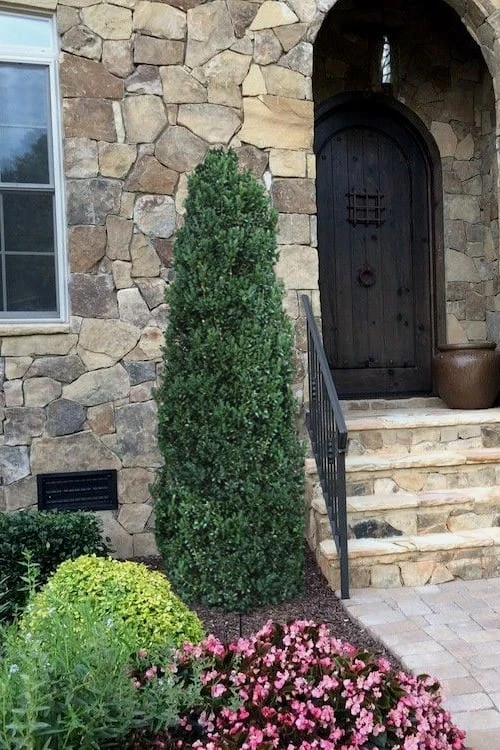 Shadow Sentry Pyramidal Boxwood - 3 Gallon Pot - Image 4