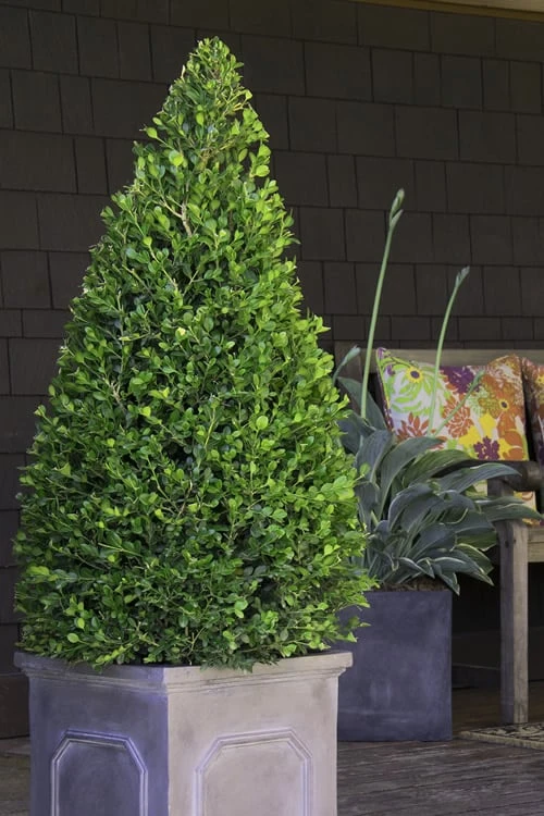 Wintergreen Boxwood - 3 Gallon Pot - Image 4