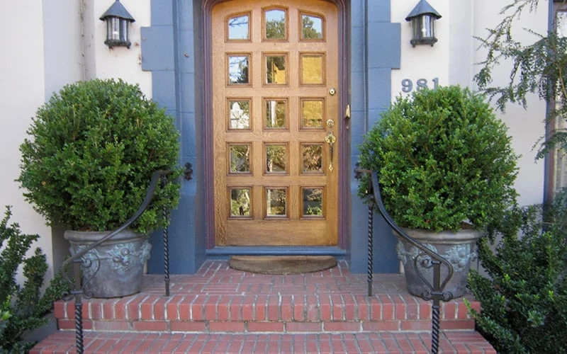 Wintergreen Boxwood - 3 Gallon Pot - Image 5