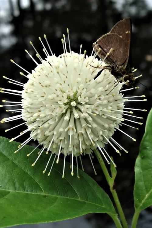 Buttonbush (Cephalanthus Occidentalis) - 3 Pack Of 1.5 Quart Pots - Image 4