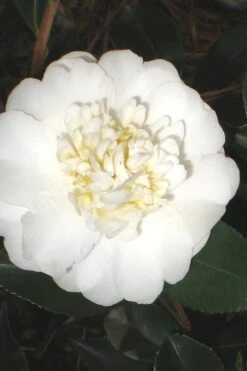 Autumn Rocket Camellia Sasanqua - 1 Gallon Pot