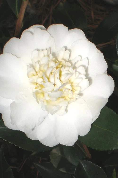 Autumn Rocket Camellia Sasanqua - 3 Gallon Pot