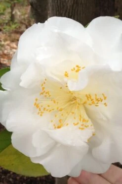 Bessie Battle Camellia Japonica - 3 Gallon Pot