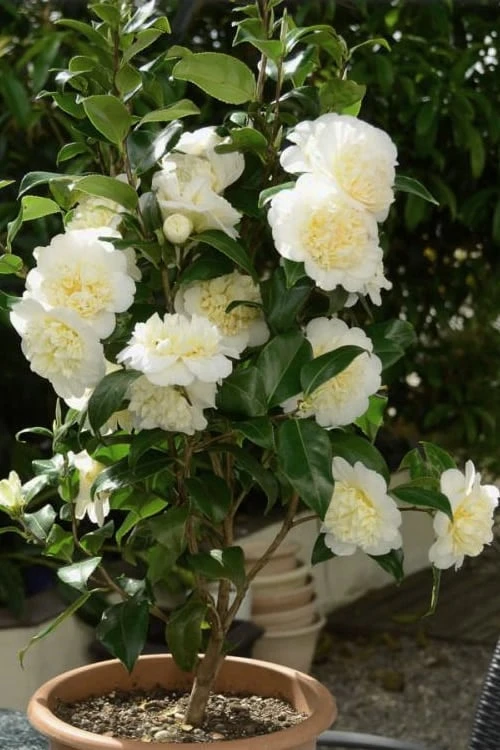 Brushfield Yellow Camellia Japonica - 1 Gallon Pot - Image 5