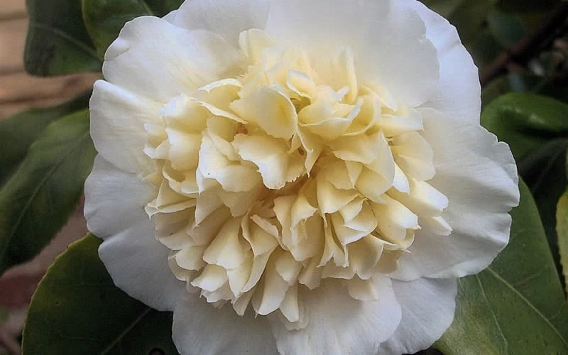 Brushfield Yellow Camellia Japonica - 3 Gallon Pot - Image 6