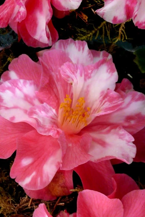 Coral Delight Camellia Hybrid - 1 Gallon Pot - Image 4