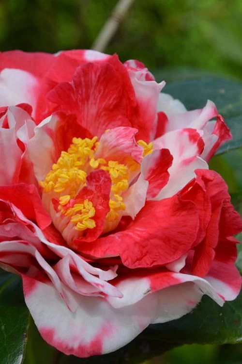 Sacred Dance Camellia Japonica 'Daikagura' - 3 Gallon Pot