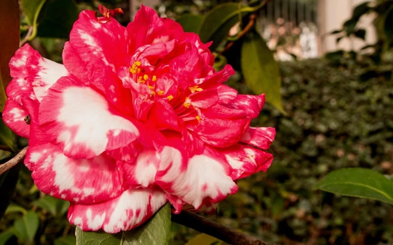 Sacred Dance Camellia Japonica 'Daikagura' - 3 Gallon Pot - Image 5