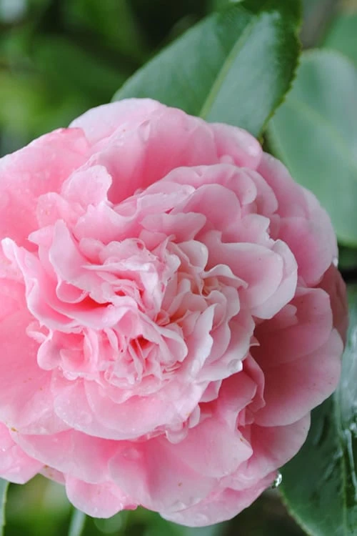 Debutante Pink Camellia Japonica - 1 Gallon Pot