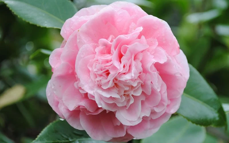 Debutante Pink Camellia Japonica - 1 Gallon Pot - Image 5