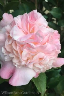 High Fragrance Camellia Hybrid - 1 Gallon Pot