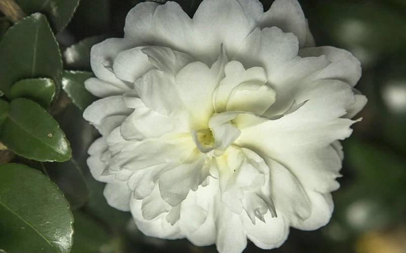 October Magic Ivory Camellia - 3 Gallon Pot - Image 4