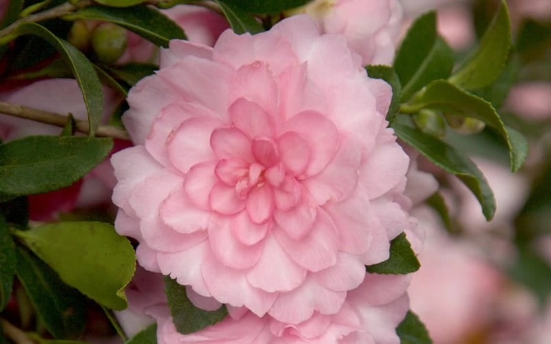 October Magic Pink Perplexion Camellia - 2 Gallon Pot - Image 4