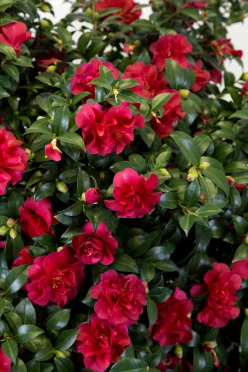 October Magic Ruby Camellia - 7 Gallon Pot - Image 5