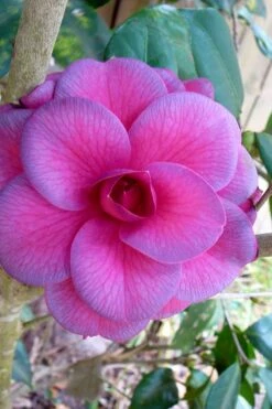 Purple Dawn Camellia Japonica - 7 Gallon Pot (3-4')