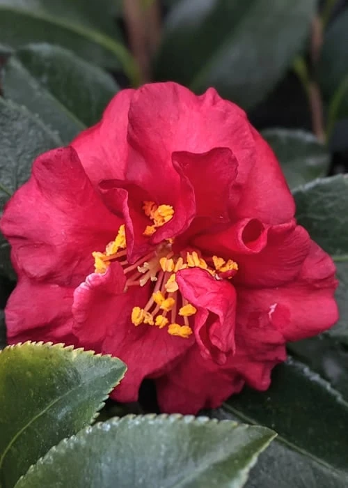 Reverend Ida Red ShiShi Gashira Dwarf Camellia Sasanqua - 1 Gallon Pot - Image 4