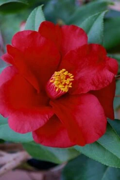 Royal Velvet Red Camellia Japonica - 7 Gallon Pot