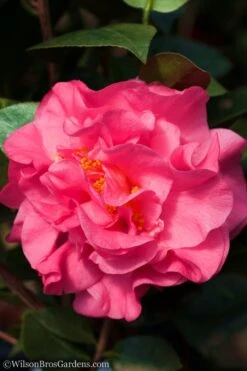 Scentsation Fragrant Camellia Japonica - 3 Gallon Pot