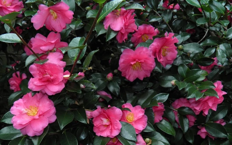 Shishi Gashira Dwarf Camellia Sasanqua - 1 Gallon Pot - Image 7