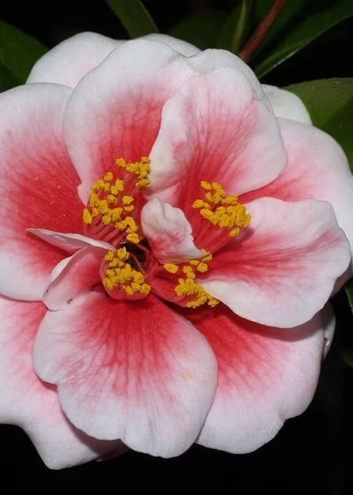 Tama Vino Camellia Japonica - 1 Gallon Pot - Image 4
