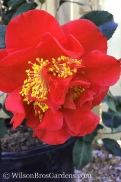 Turandot Camellia Japonica - 7 Gallon Pot