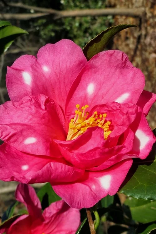 Winter's Fire Cold Hardy Camellia - 1 Gallon Pot - Image 7