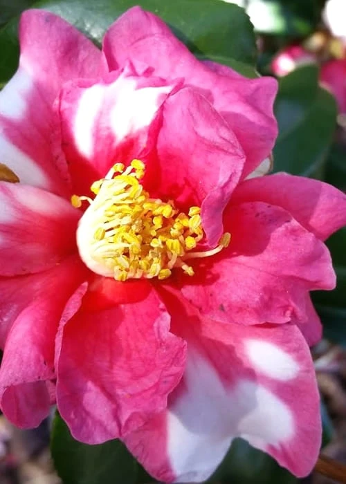 Winter's Fire Cold Hardy Camellia - 1 Gallon Pot - Image 5