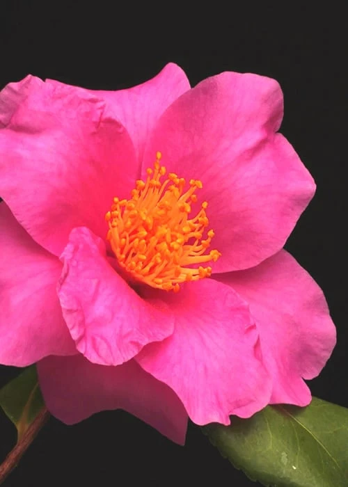 Winter's Fire Cold Hardy Camellia - 1 Gallon Pot - Image 6