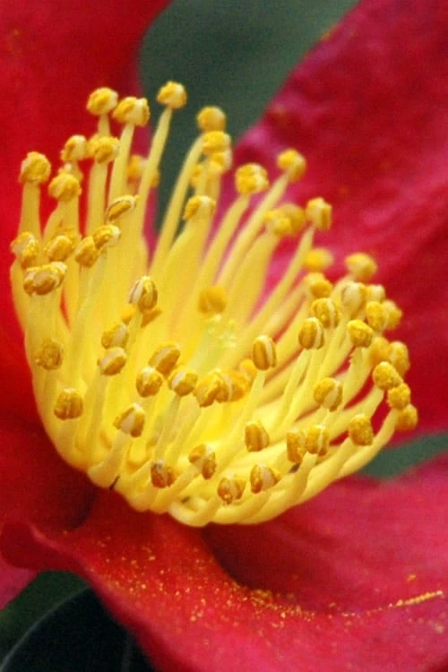 Yuletide Camellia Sasanqua - 2.5 Quart Pot - Image 5