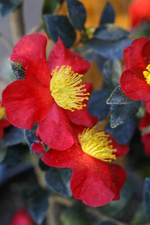 Yuletide Camellia Sasanqua - 2.5 Quart Pot - Image 4