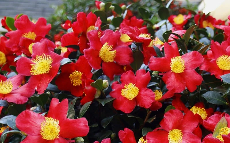 Yuletide Camellia Sasanqua - 2.5 Quart Pot - Image 6
