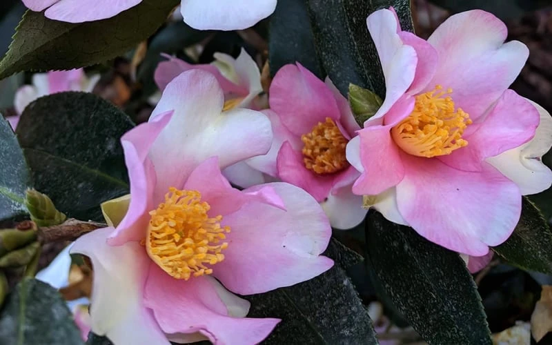 Yume Camellia Sasanqua - 3 Gallon Pot - Image 4