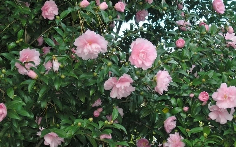 Cotton Candy Camellia Sasanqua - 1 Gallon Pot - Image 4