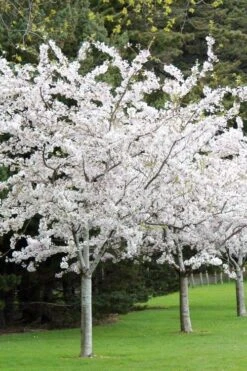 Yoshino Flowering Cherry Tree - 2 Gallon Pot