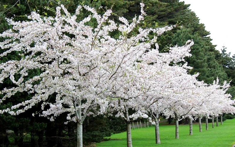 Yoshino Flowering Cherry Tree - 5 Gallon Pot - Image 4
