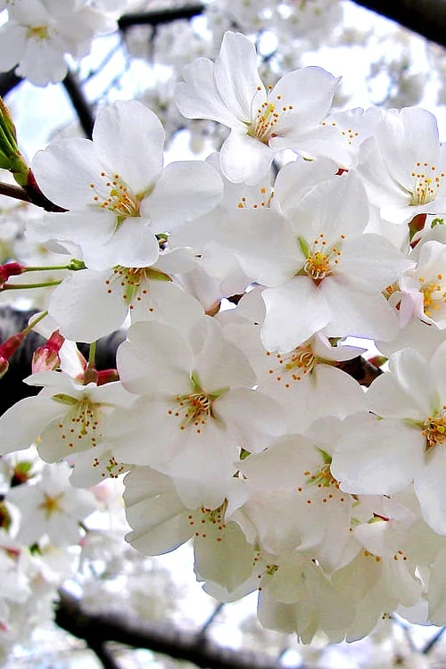 Yoshino Flowering Cherry Tree - 2 Gallon Pot - Image 5