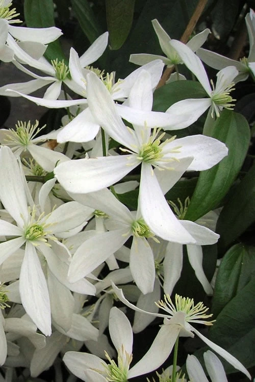 Snowdrift Evergreen Clematis Armandii - 1 Gallon Pot