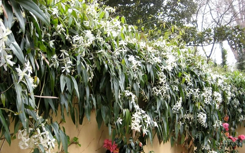 Snowdrift Evergreen Clematis Armandii - 1 Gallon Pot - Image 6