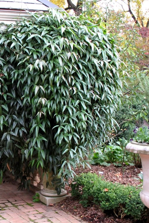 Snowdrift Evergreen Clematis Armandii - 5 Gallon Pot - Image 5