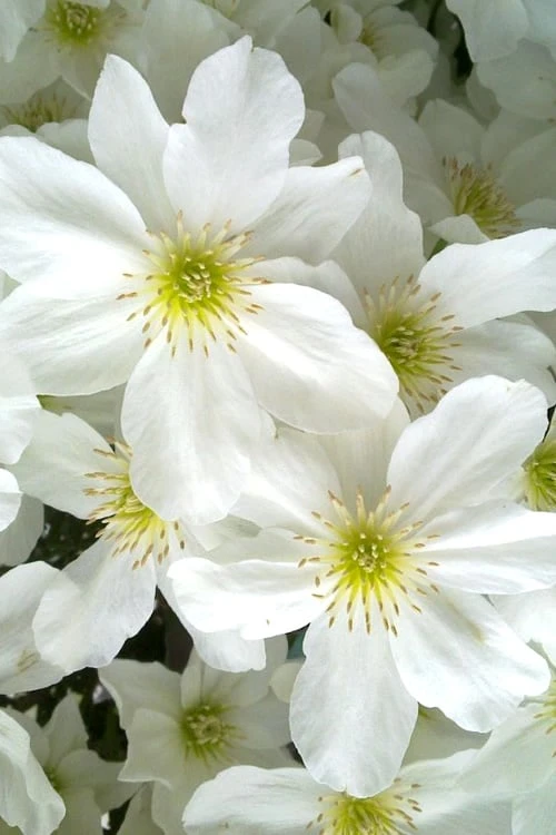 Avalanche Evergreen Clematis - 2 Gallon Pot - Image 8